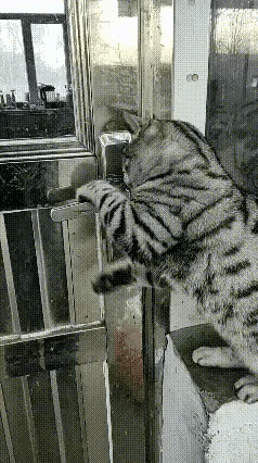 千万别小瞧家里小猫的智商，开锁开窗样样无师自通！主人外出时关上大门，