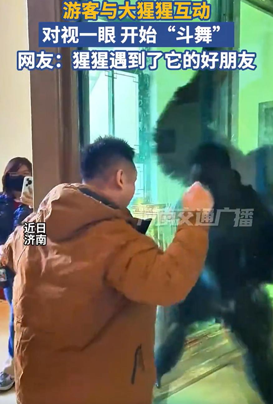 这也太有节目了！山东济南，一男子去动物园，隔着玻璃看大猩猩时，突然发现猩猩好像在
