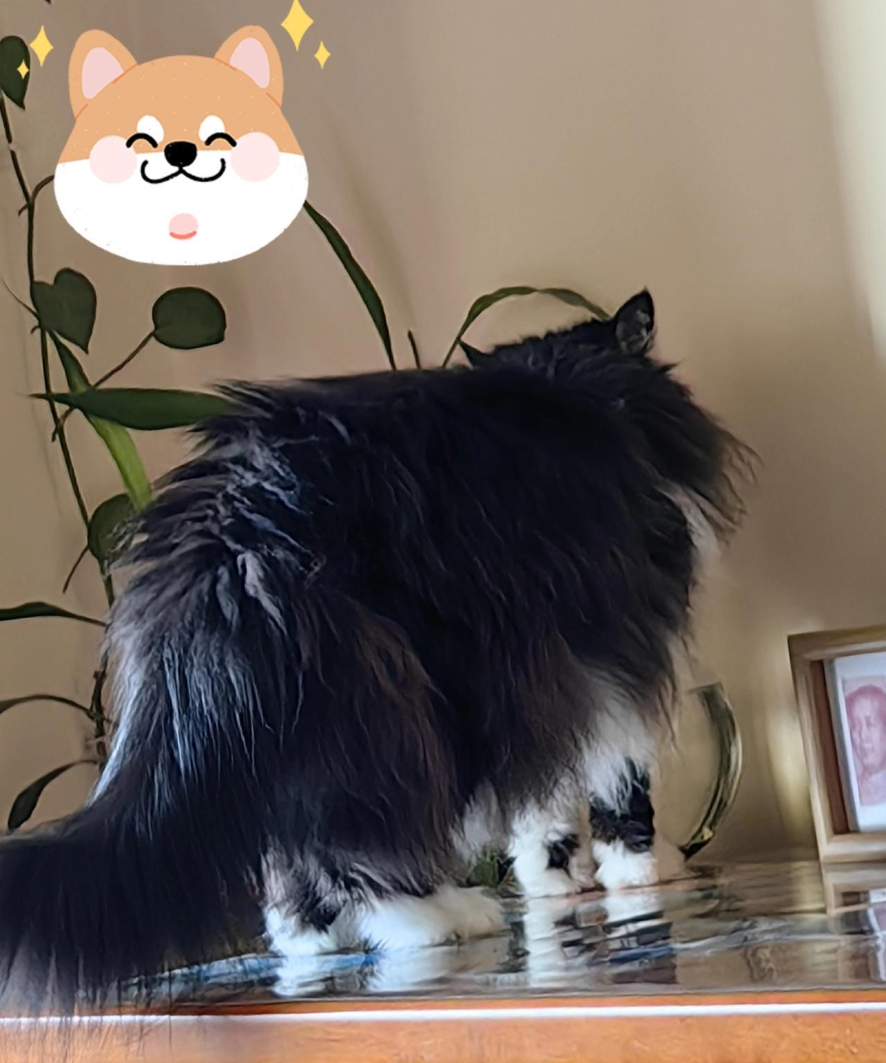 真是奇迹呀，我家猫猫突然明白过来了，知道主动去喝水了。这两天早晨，我都是在它“嗞