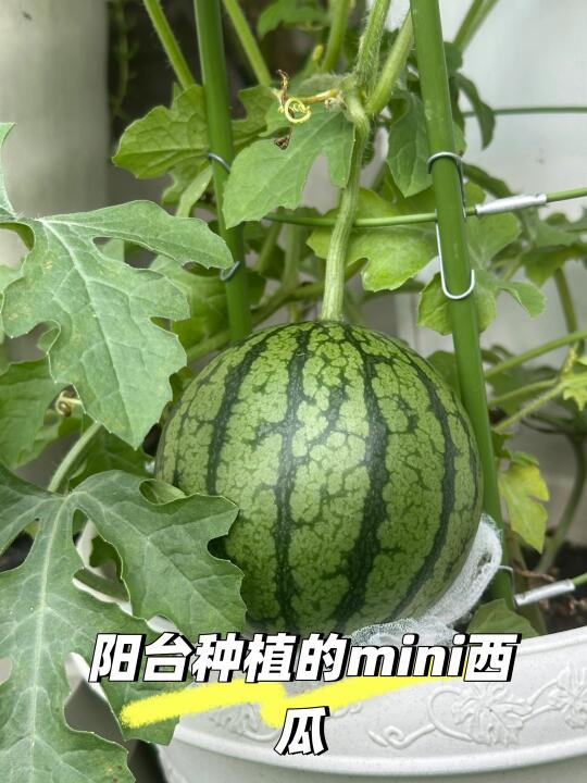 种了一个多月，收获了一颗甜西瓜🍉