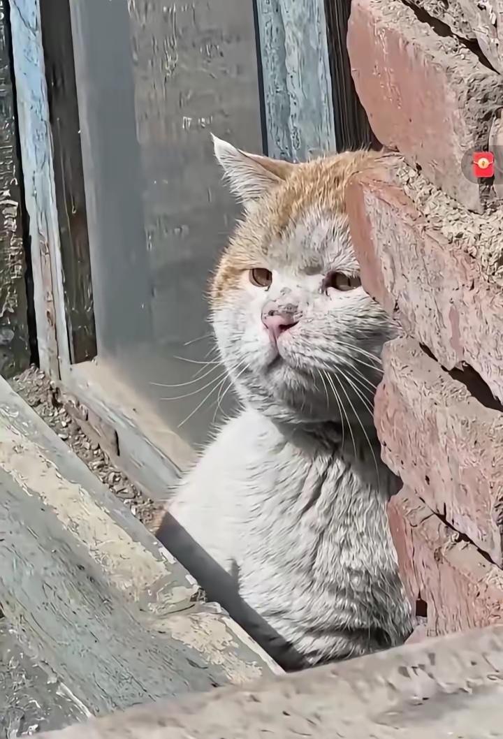 这只全网爆火的脏脏猫，才是世间活得最通透的小宝贝真的被这只脏脏猫狠狠治愈到