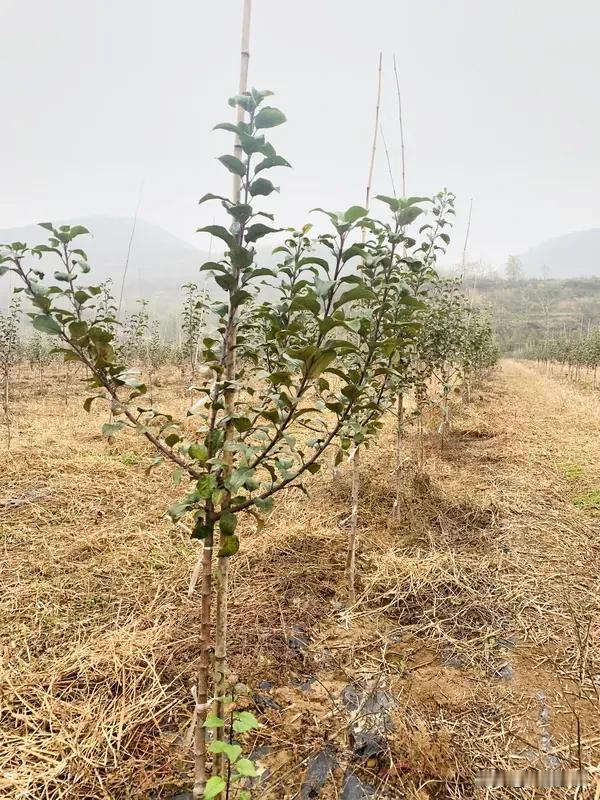 矮化红富士幼树不刻芽还真得好好琢磨琢磨。刻芽能刺激芽体萌发，让幼树多发枝、发壮枝