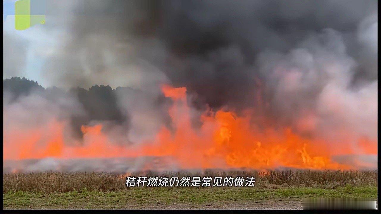 这是闹哪样？秸秆焚烧突然又被夸上了天？北师大的研究是真的颠覆认知，说燃烧产生的黑