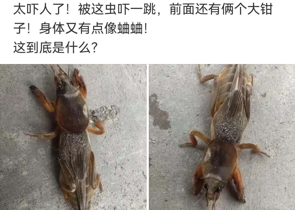 这虫子到底是什么？