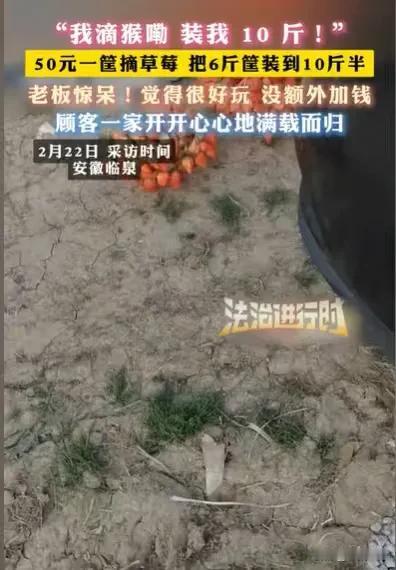 安徽临泉，夫妻俩得知草莓园，50元可以摘一篮子草莓，夫妻俩就带着3个孩子去，孩子