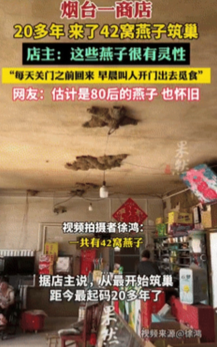 “万物皆有灵！”山东烟台，一商铺内共有42窝燕子在屋里筑巢，它们每天都会在店铺关
