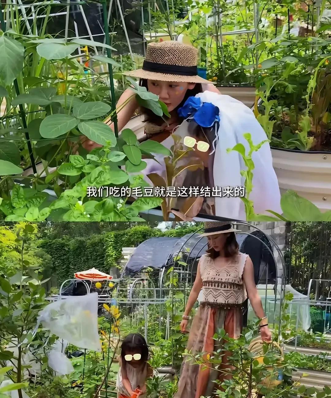大明星都自己种菜养鸡了，苗苗这菜园子整得有声有色，有收获，苗苗说为了孩子不得不自