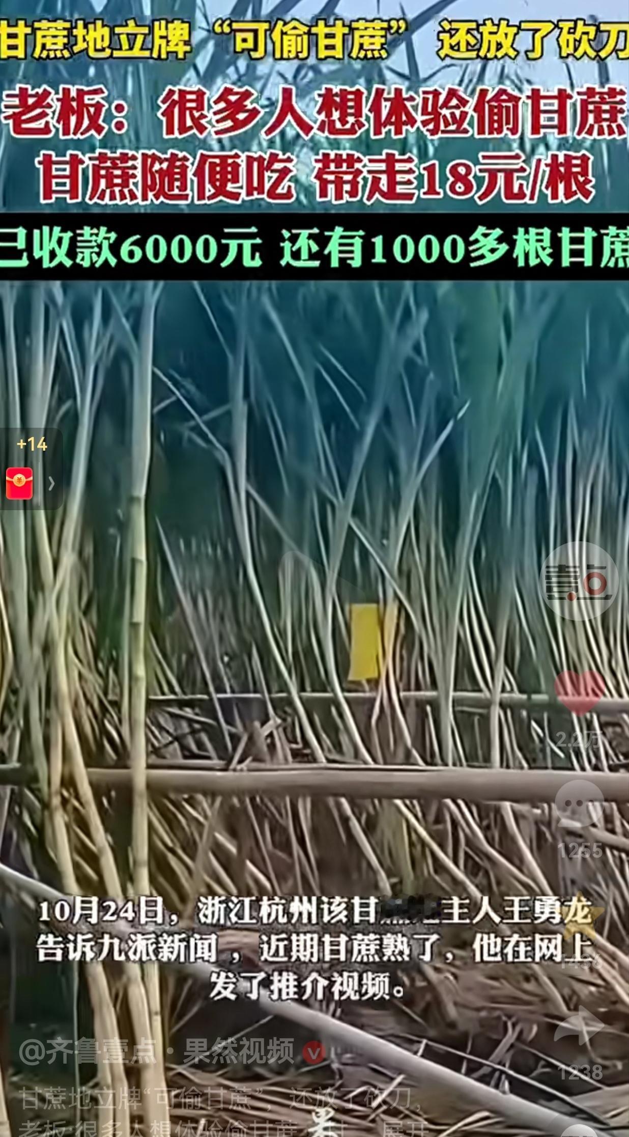 真的是一个敢说,一个敢坐!主打一个信任!浙江杭州,一甘蔗地竟然这样卖甘蔗,只见卖