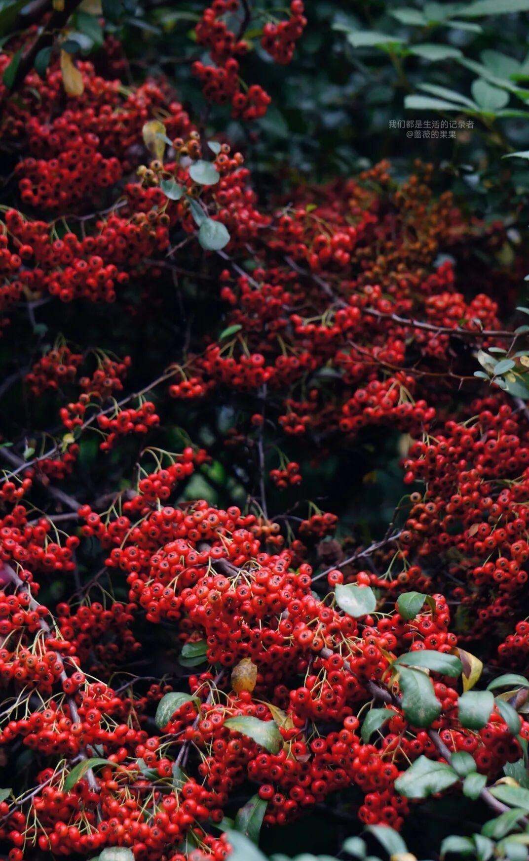 满枝的红果在寒风中燃烧，像谁把星星揉碎了撒在枝头。细密的红珠子缀满褐色枝条，沉甸