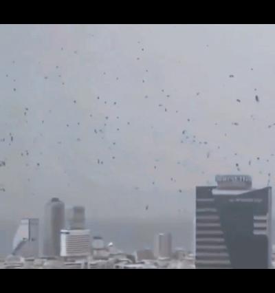 在以色列特拉维夫上空和街头出现了大量乌鸦，遮天蔽日。很多外国人认为这是“末日的