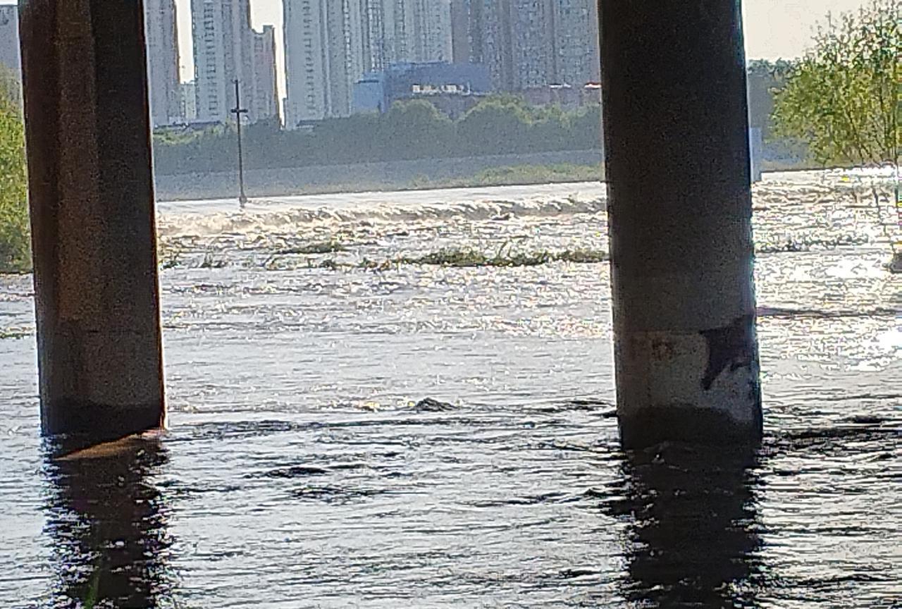 这几日连续降雨，洛河水位大幅上涨。滔滔河水奔腾不息，早已没了前几日的清澈。一位