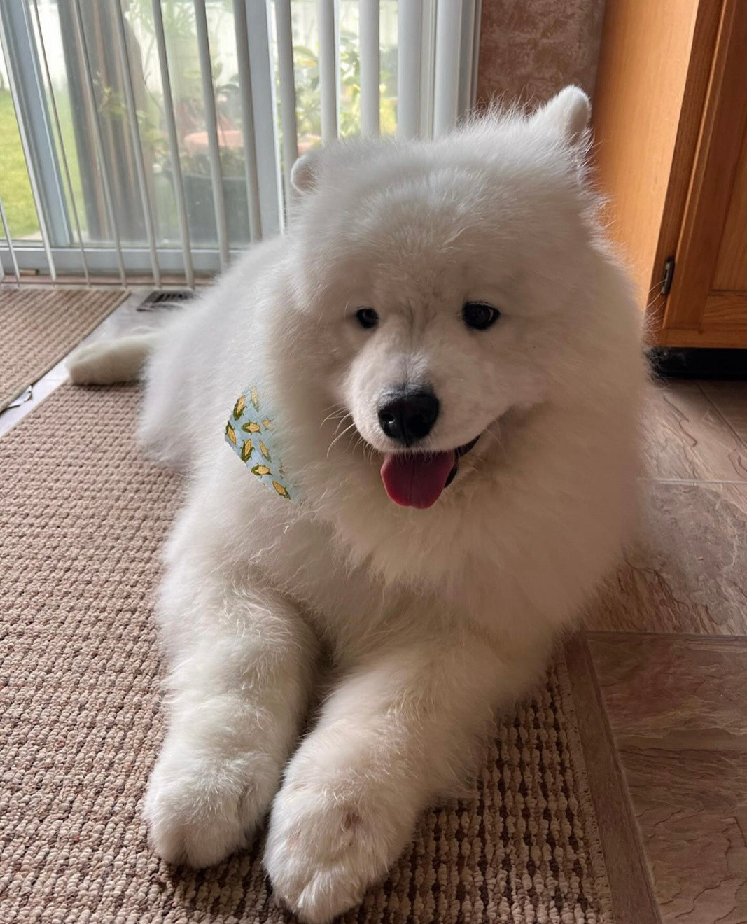 人，如果你冷了，耶毛茸茸的身体给你靠