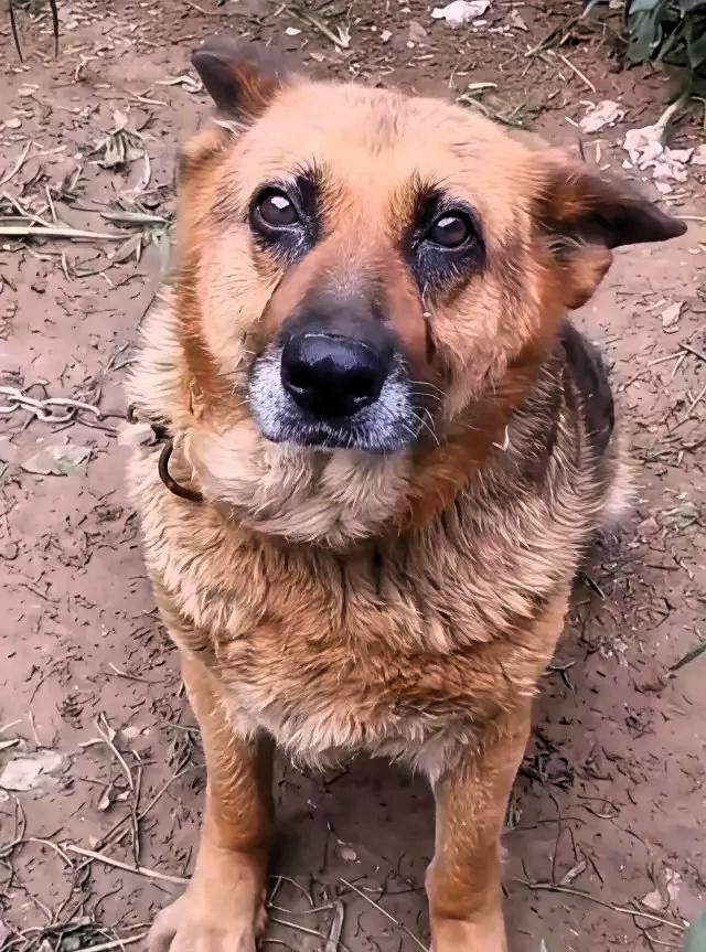 他哭了，陪伴主人八年，主人都说没有给它吃过一块肉，每天都帮主人看家护院，