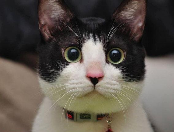 同一只猫，同一时间，不同的人拍出来的效果