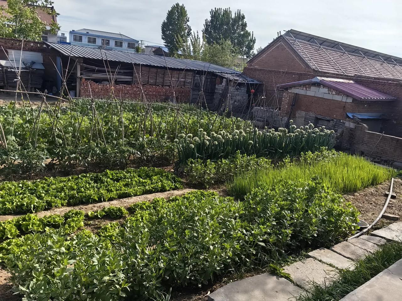 老家的菜园子，整整齐齐