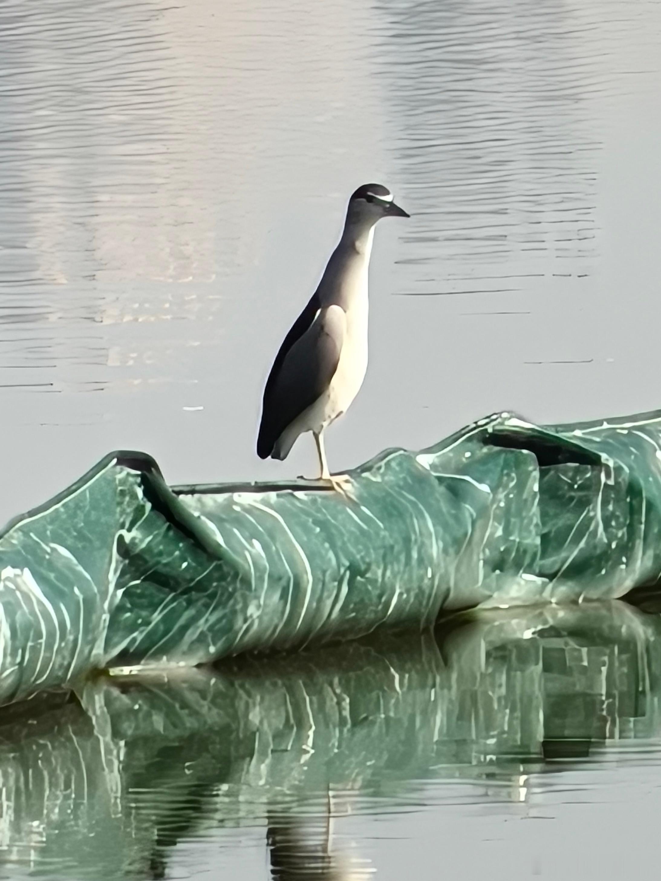 鸟粉投稿送分题环节～自信地说出它滴名字
