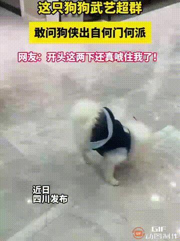 太新奇了！四川一名女子养了一只小狗，它自己在客厅咬着玩具玩耍，谁料一不小心把玩具