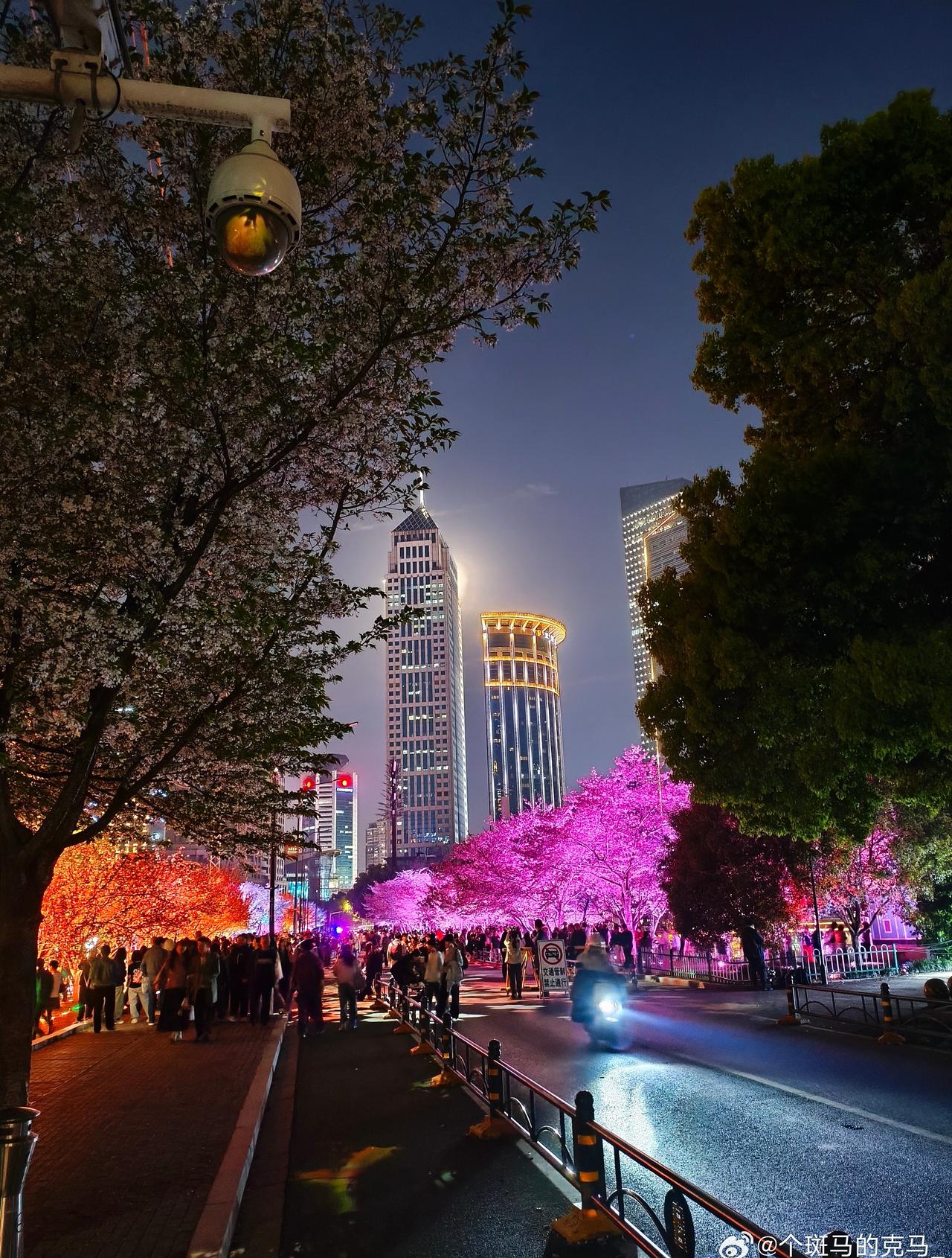 武汉是真宠游客为了方便大家拍照直接把一条路封了给游客最好的角度竟然还放了