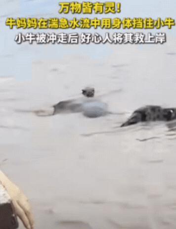 “万物皆有灵！”6月14日，浙江金华遭遇特大暴雨，山洪暴发，河水迅速上涨
