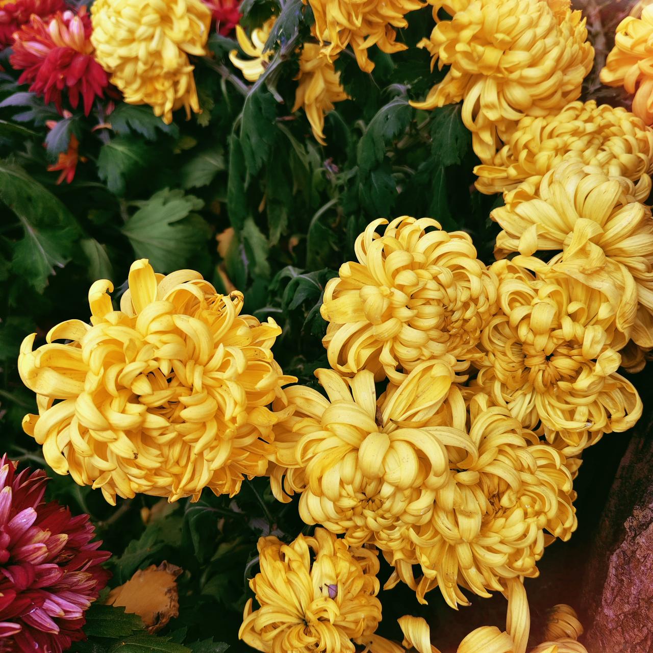 今天呢带着孩子来万岁山。给孩子一个快乐的周末，虽然孩子很是担心自己的作业能不能写