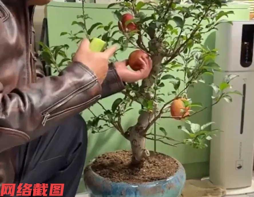 天津有男子逛市场时，看到有苹果盆栽一眼就喜欢了，一问价格也不贵只要两百元，于是男