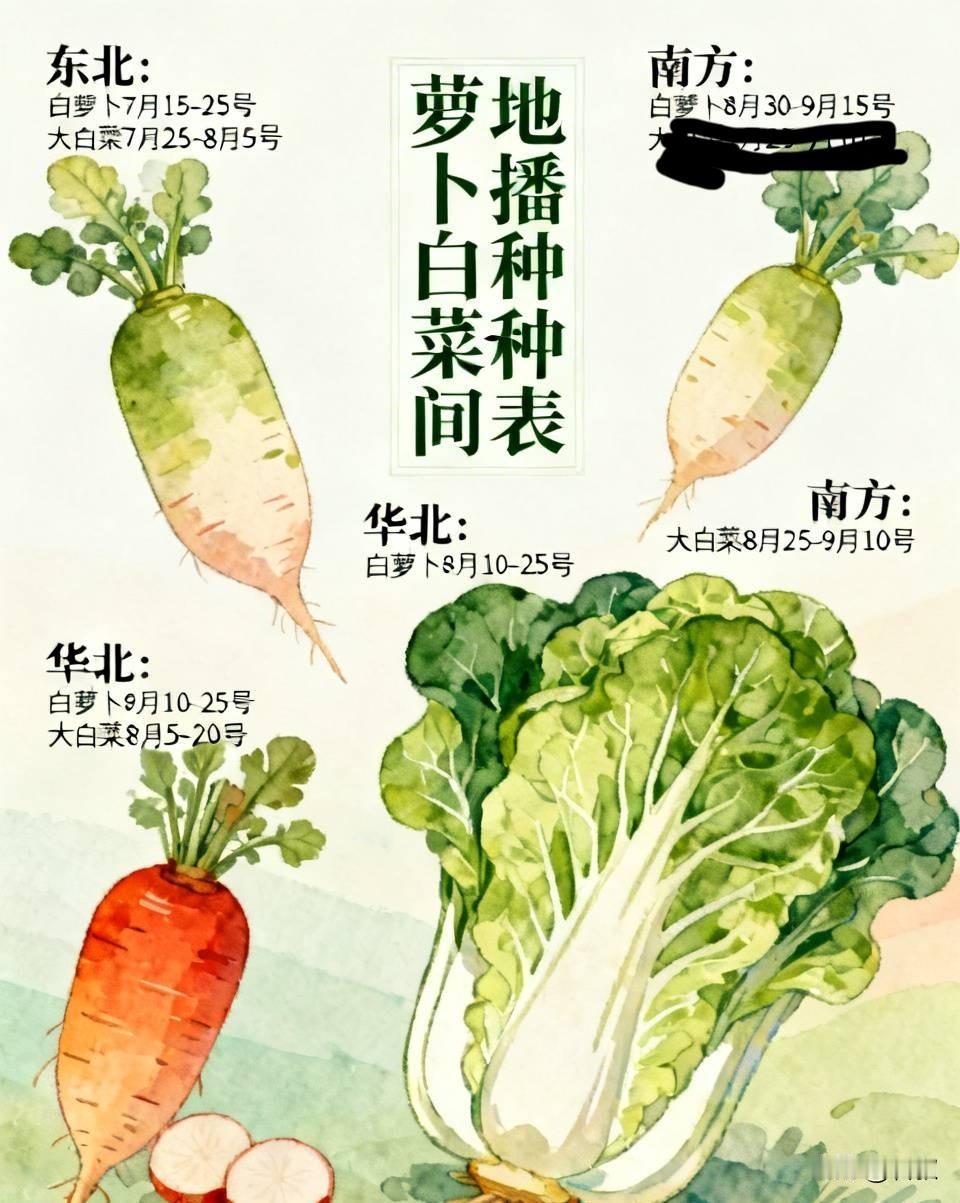 萝卜白菜各地播种时间表，别再种错时节种秋萝卜、大白菜，南北方时间差别很大，