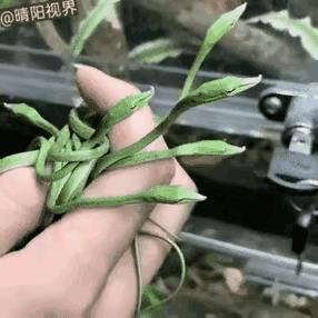 你这绿面条是用菠菜汁和的面吗？看起来很好吃的样子。