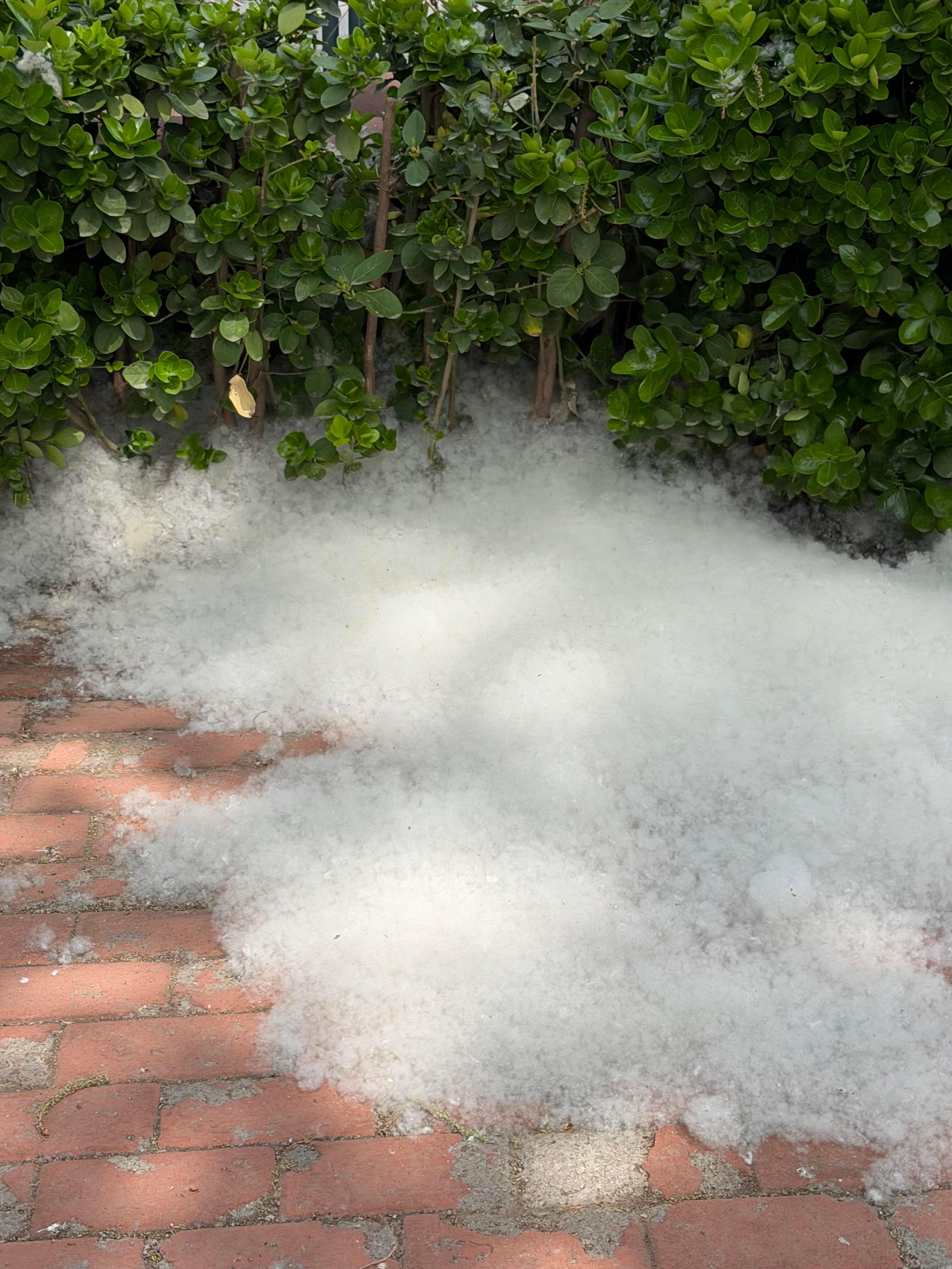 春天有属于自己的雪❄️