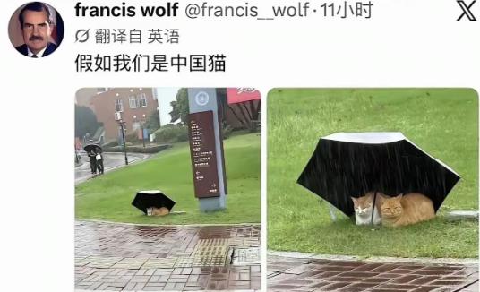 直接把公知和润人们整不会了！中国人在雨天用伞给猫遮雨的画面不应该是出现在美利坚公