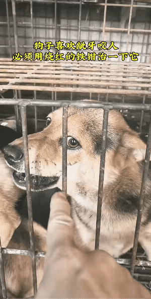 小区里遛狗不牵绳,你如何看?以前有个邻居养狗不牵绳，出去的时候小狗突然扑倒了一