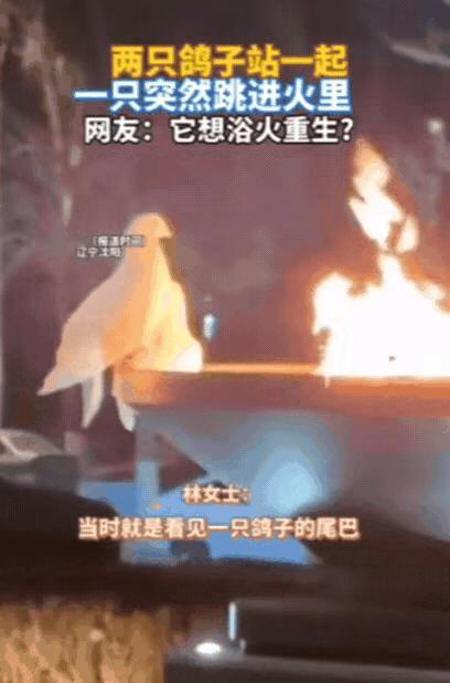 解释不清了！辽宁沈阳，女子发现火炉旁有2只鸽子，其中一只尾巴都被火烧焦了，本以为