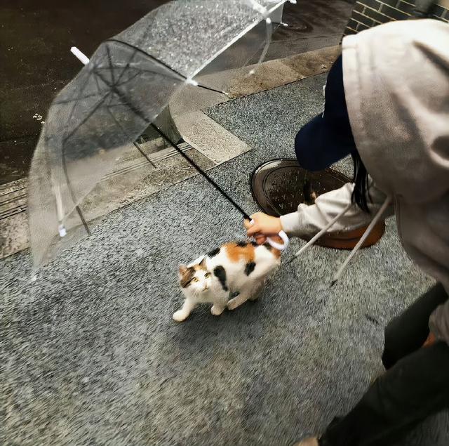 表面看起来随波逐流, 实际上暗中操纵很厉害的星座