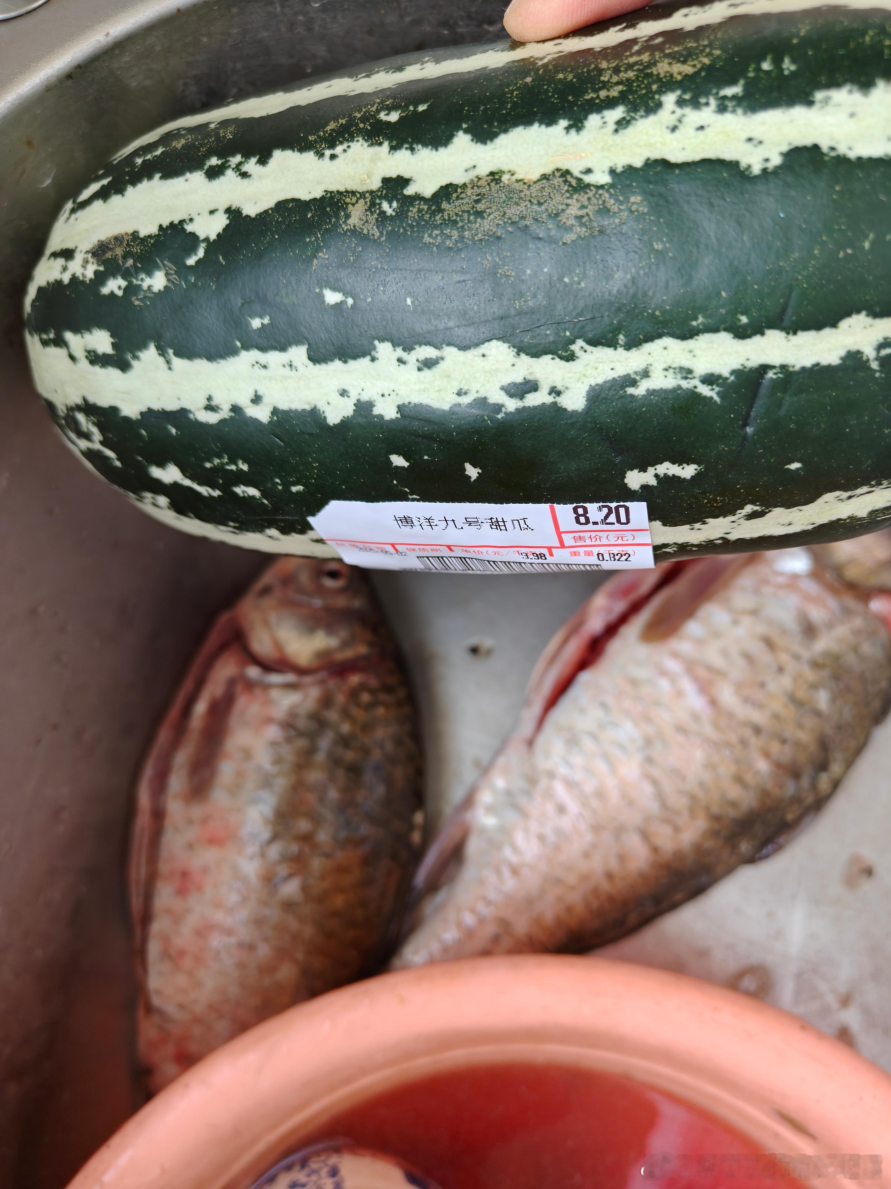 肥猫说食疗养生老肥猫上午买的，鲫鱼和博洋九号[大笑]鲫鱼一看就是养殖的，肥胖，