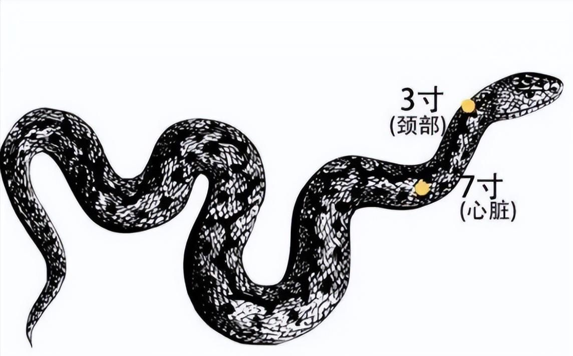 打蛇头会发生不好的事？一位养蛇40多年的老师傅告诉我，99%的人不知道，野外遇到