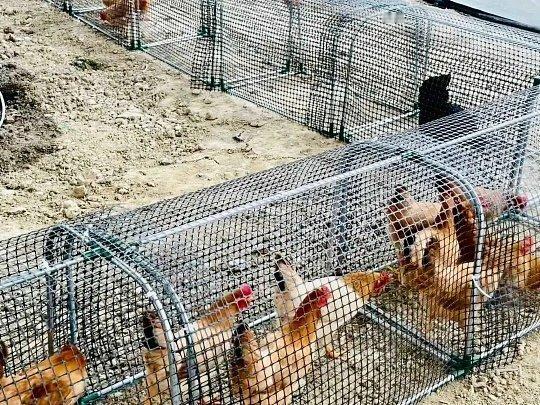 发明隧道养鸡的人真是个天才不得不说隧道养鸡是养鸡界的绝佳创新，通风采光优良、活动