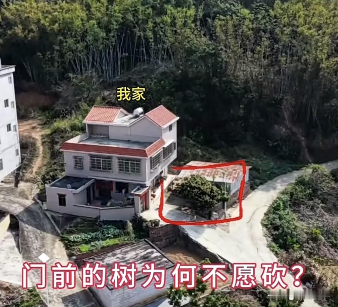 我想把门前的树砍了用来停车，但是老父亲就是不同意，把树砍了停小车不是更好吗⁉