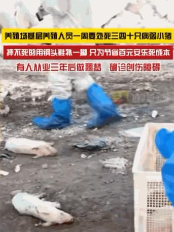 6月10日报道，一家养殖场里，养殖员每周都要亲手摔三四十只体弱的小猪，还得用脚上