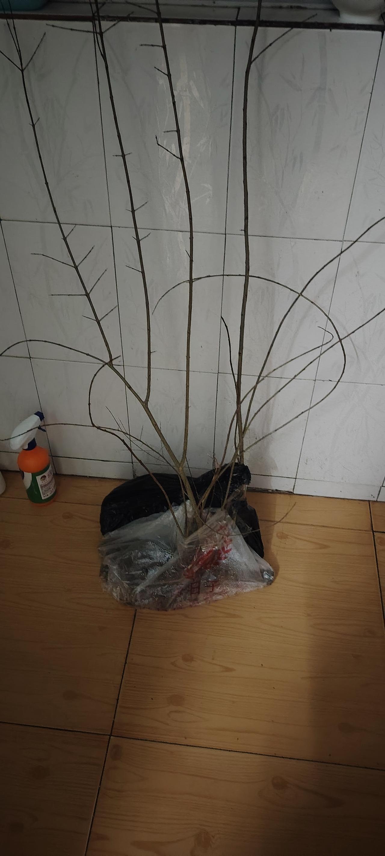 朋友送我两棵果石榴树苗，大树旁发芽长的，带刺的。我想一棵树在阳台上，一棵种到乡下