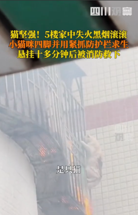 “简直太聪明了！”广东深圳，5楼一户住宅突发大火，一只猫咪慌不择路挂在窗外，围观