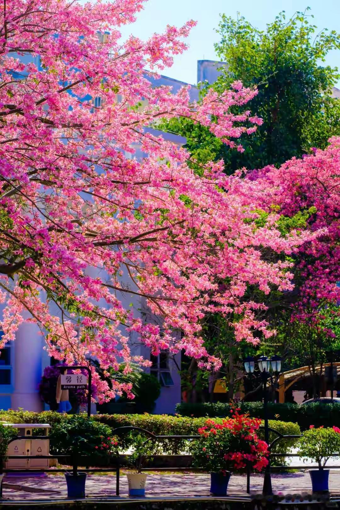 我一直在盼孩子大了不再需要我我便择一南方村庄那钟灵毓秀的地方买个有大院子