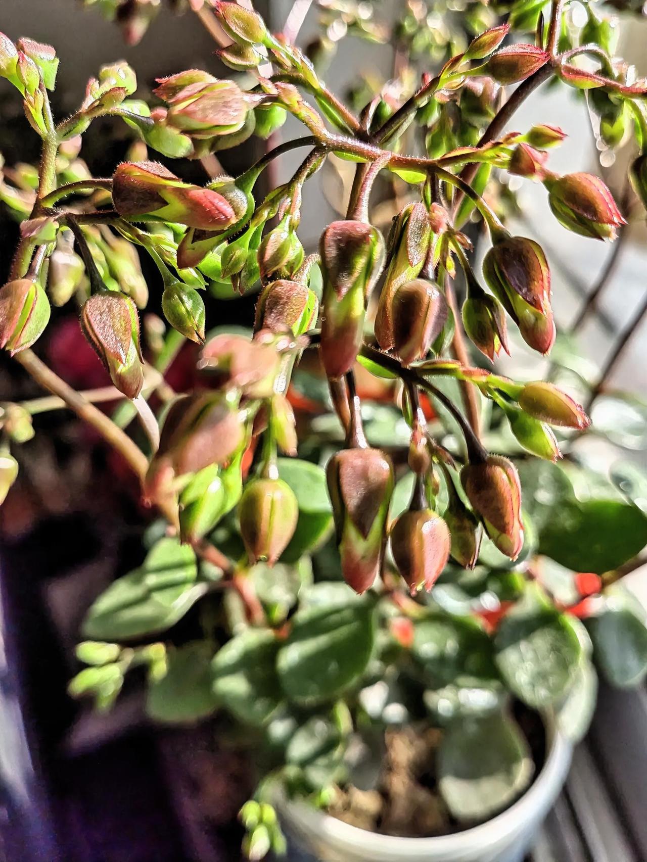 农村居民养老保险，我一直缴的最低档300元。现在，银行利息这么低，我和老公商量