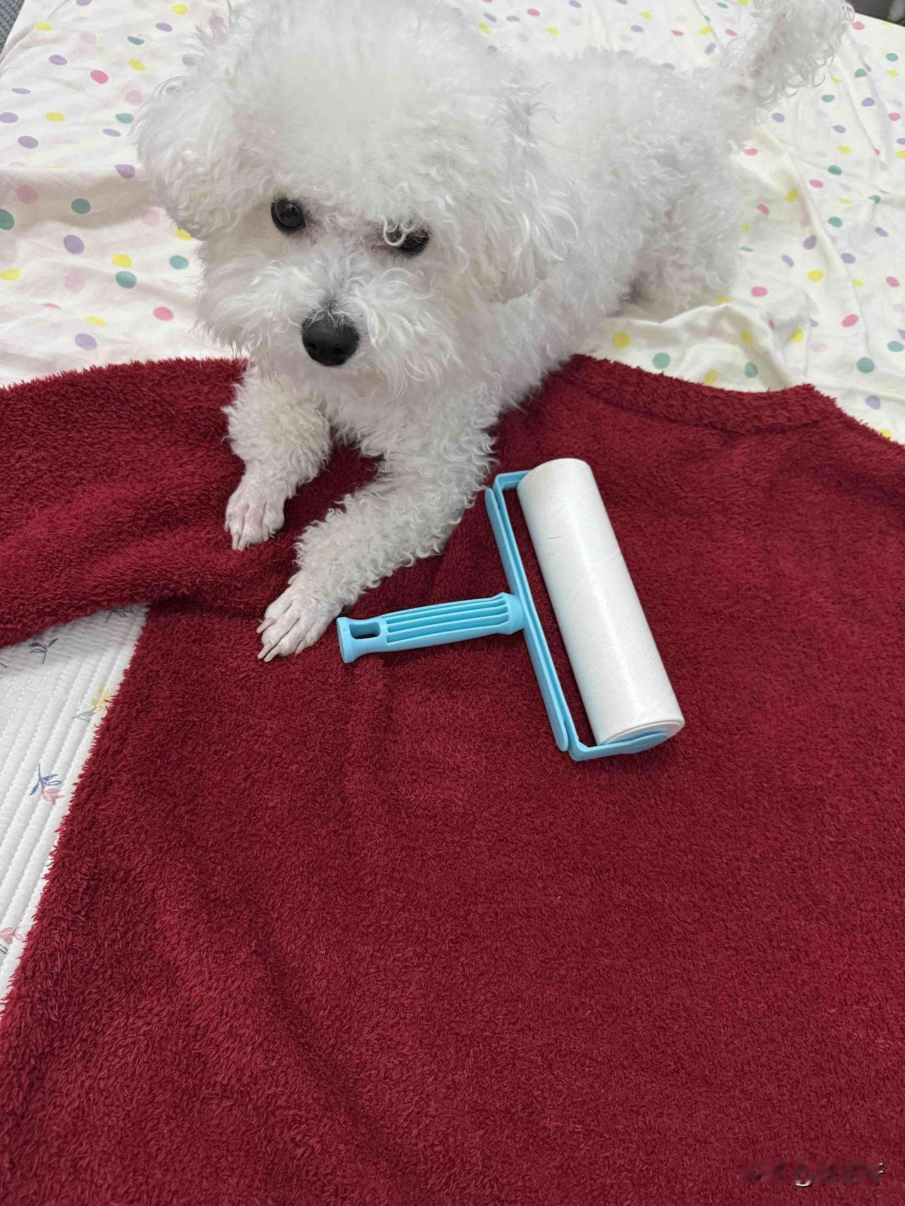 我家这小比熊真是个小跟屁虫，我用咕噜滚收拾衣服呢，它就一直盯着，我去哪它就跟到哪