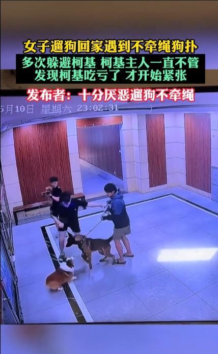 #遛狗不牵绳狗吃亏后主人着急了#狗最擅长的就是仗人势，只要看到主人在纵容和保护