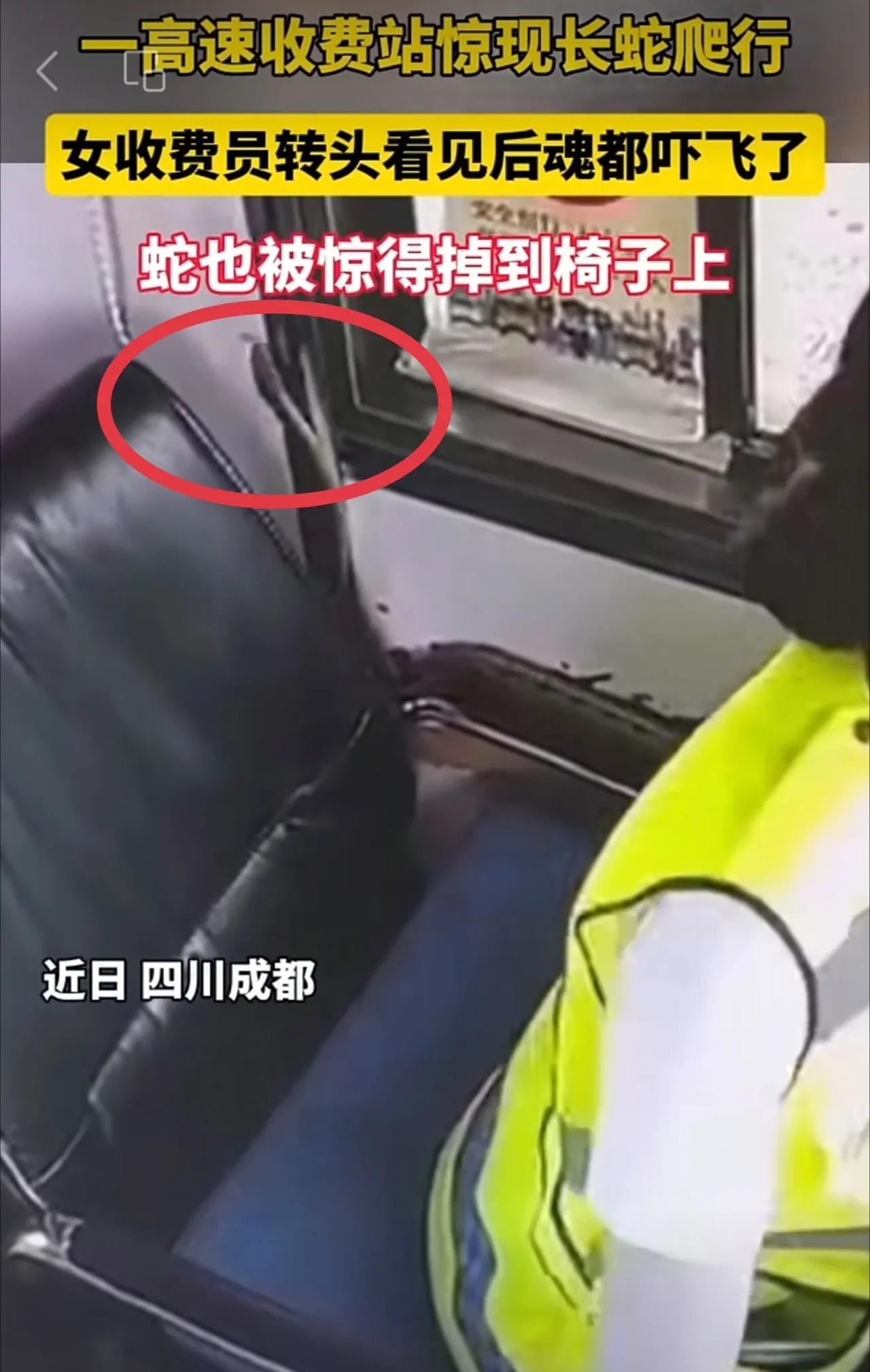 近日，四川成都青白江一高速收费站惊现长蛇，与工作人员擦肩，收费员瞬间尖叫逃离，隔