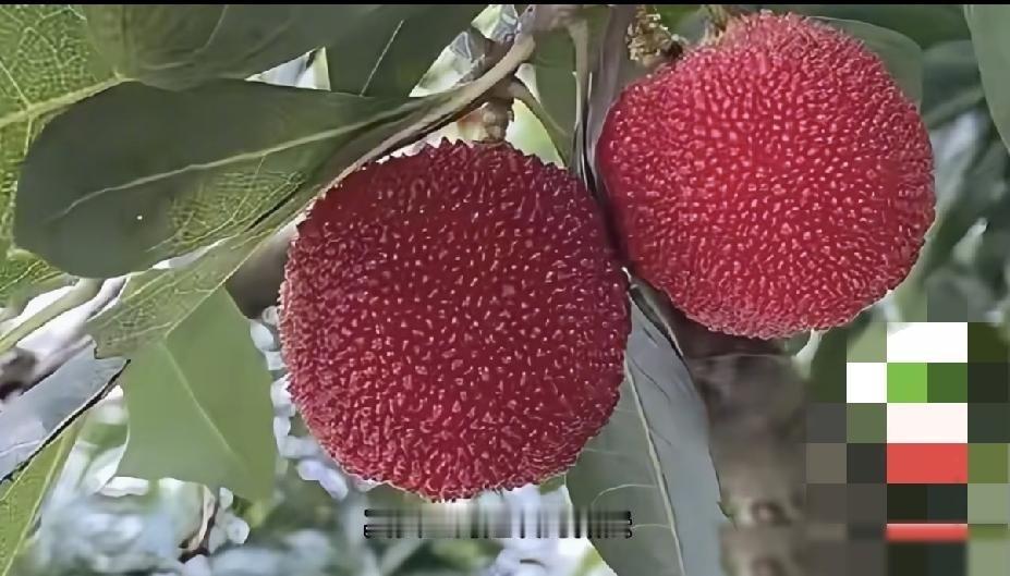 漳州杨梅这次可能真的翻不了身了。漳州杨梅被曝光后，当地紧急查扣了半吨左右的涉事水