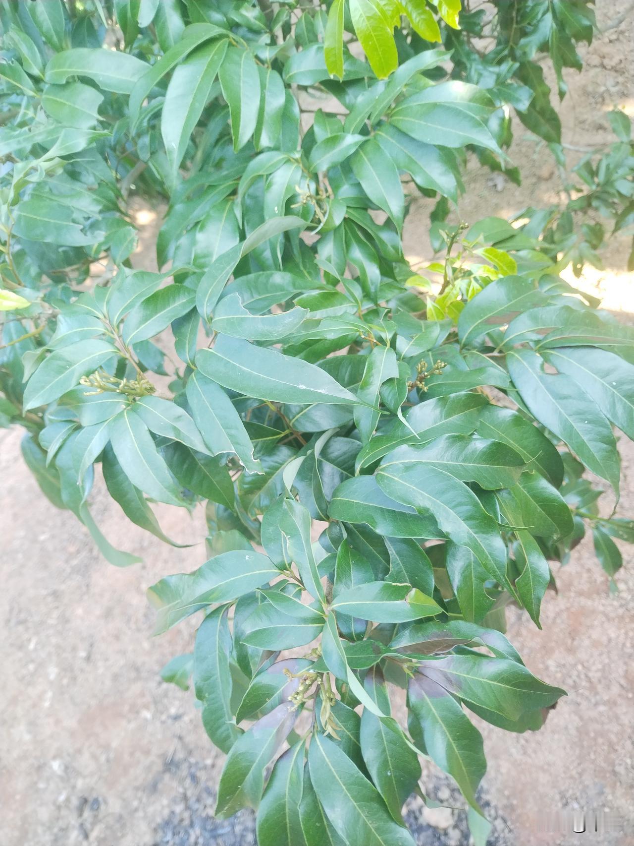 南方暖冬荔枝壮蕾全攻略：精准调控促花稳产南方暖冬气候加速了荔枝树的发芽分化进