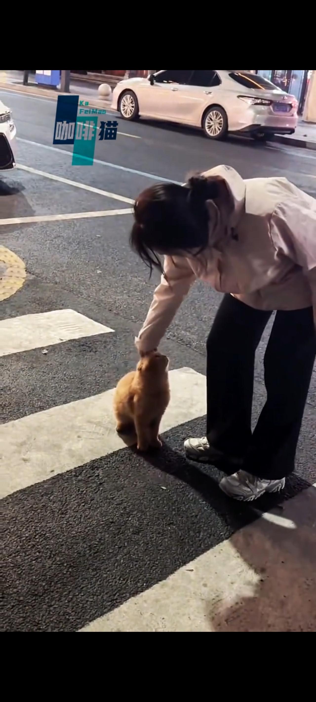 求求好心人，请带我回家，我已经流浪在街头好长一段时间，没吃没喝没住的我，不想在过