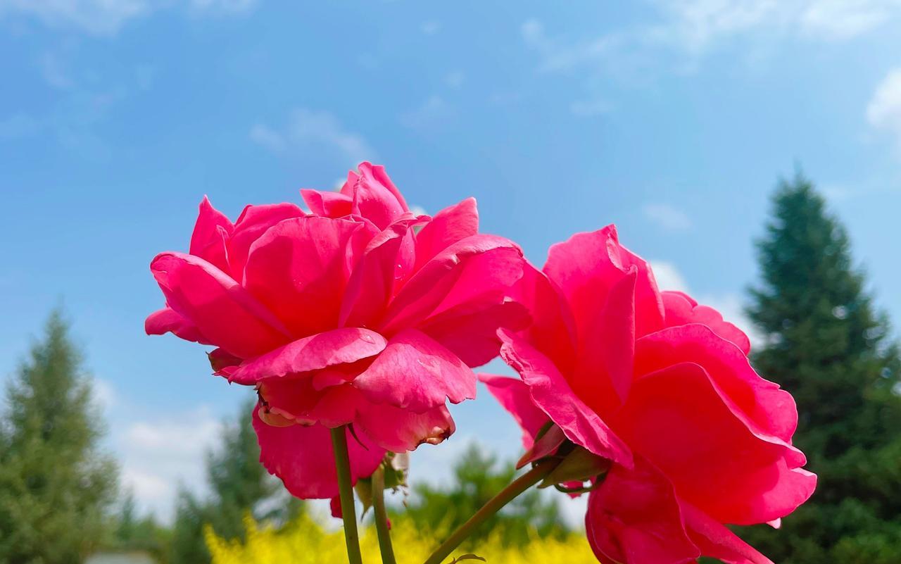 我表嫂今年55周岁，5月份办理了退休，她一直都是以灵活就业者的身份买的社保，交了