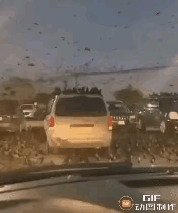 罕见！据外媒报道，近日，以色列特拉维夫上空，成千上万只乌鸦成群结队盘旋飞舞，令许