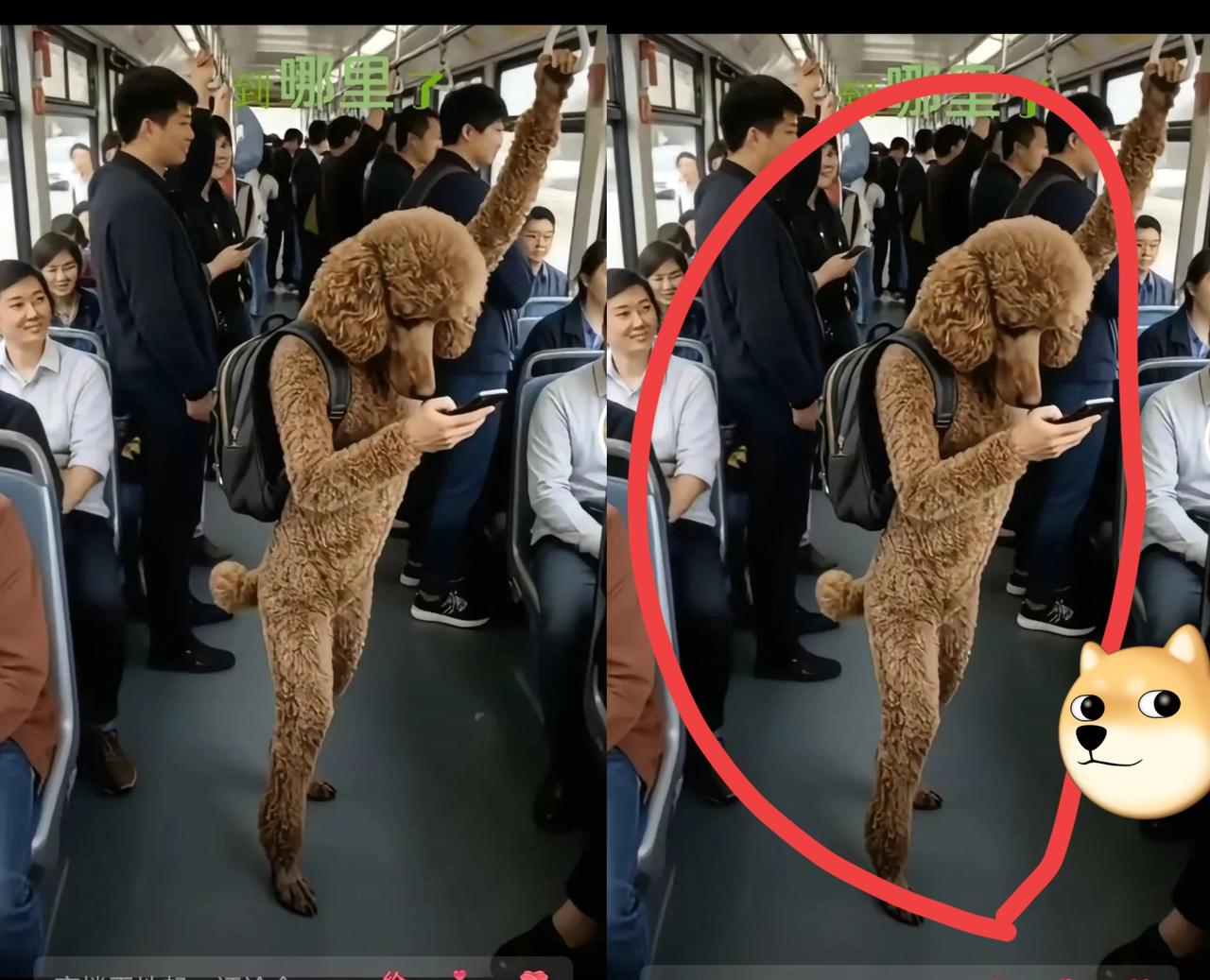 当“贵宾犬成精挤公交”刷爆屏幕，这届网友的脑洞到底有多野？公交上居